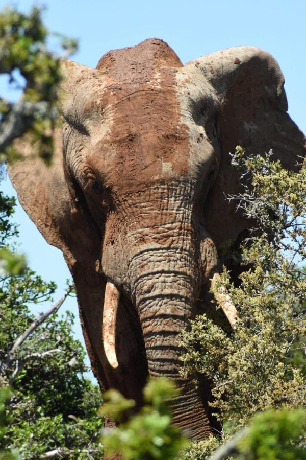 Orange Elephant Backpackers Hostel Addo Exterior photo